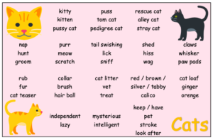 ESL Cats vocabulary in English | ichibansake.com